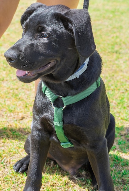 close-up of dog