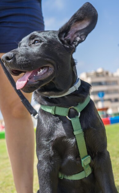 close-up of dog