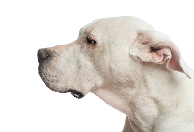  Close up of a Dogo Argentino looking away