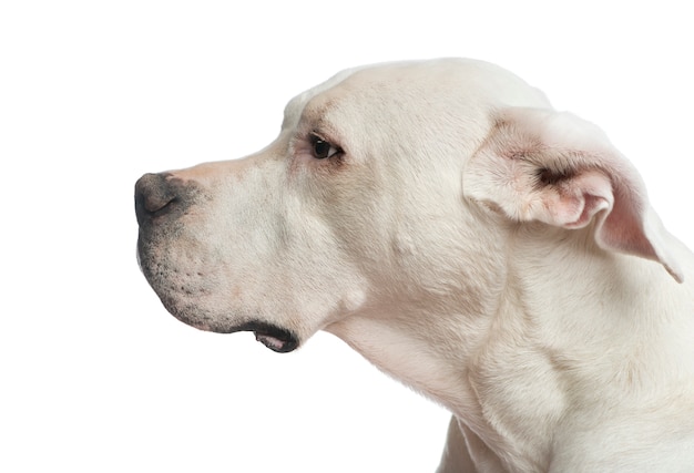 Primo piano di un dogo argentino che guarda lontano