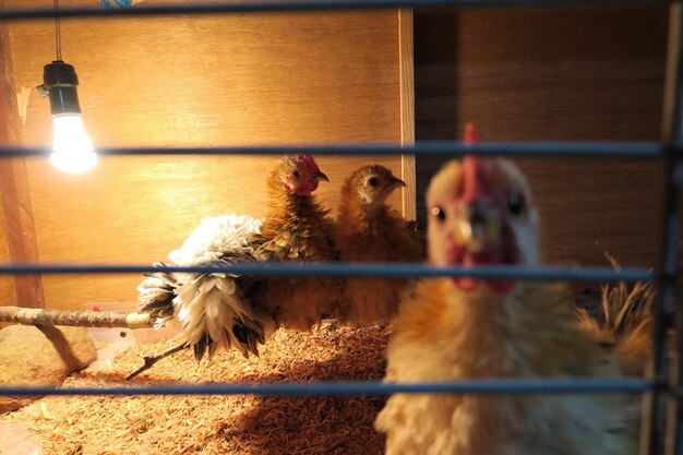 Close-up of dogs in cage