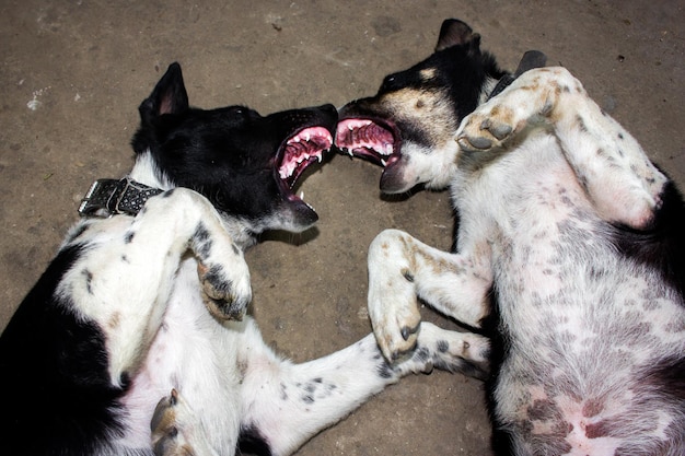 close-up of dogs fighting