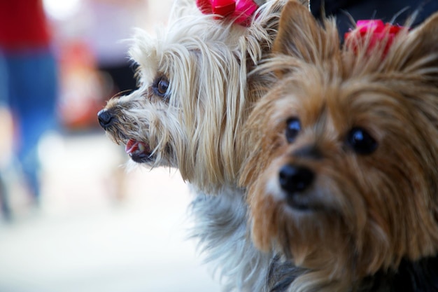 close-up of dogs looking away in city