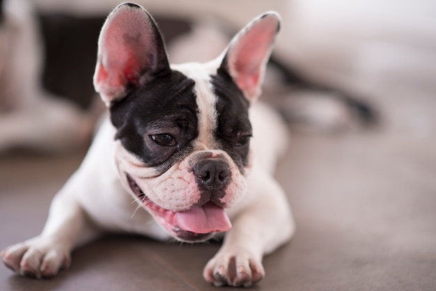 Chiuda sui cani che si trovano all'aperto nel giorno di estate.