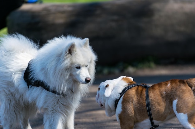 外の犬のクローズアップ