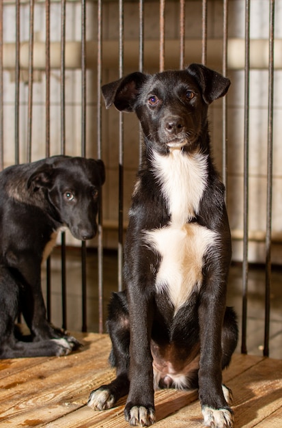 Close up on dogs sitting in a cage in an animal shelter