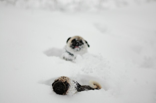 Photo close-up of dogs on snow