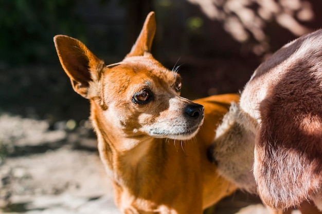 Close-up of dogs
