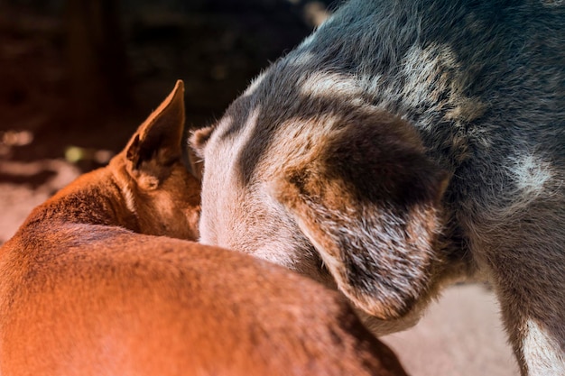 犬のクローズアップ