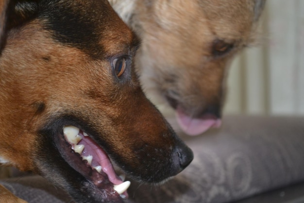 close-up of dogs