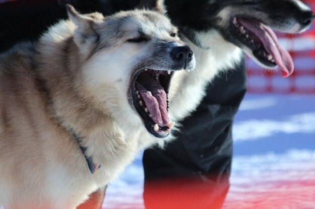 Photo close-up of dogs