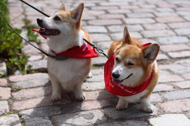 犬のクローズアップ