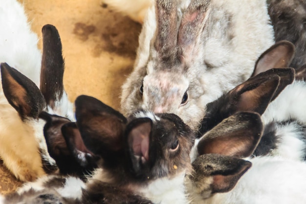 Photo close-up of dogs