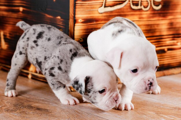 Photo close-up of dogs