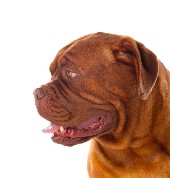 Крупный план Dogue de Bordeaux