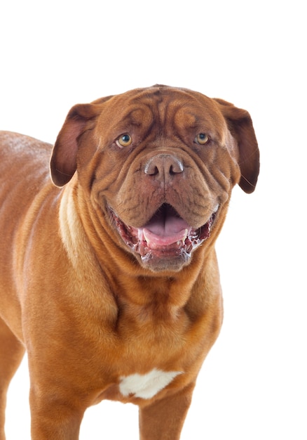 Close-up of Dogue de Bordeaux