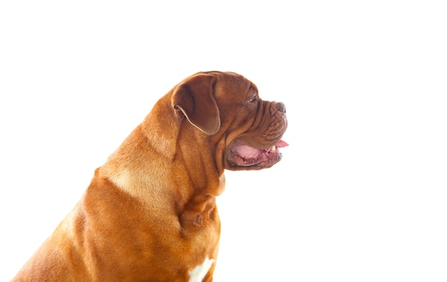 Крупный план Dogue de Bordeaux