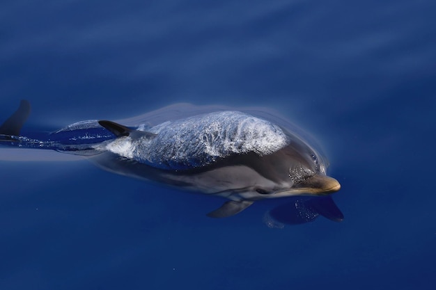 Foto prossimo piano di un delfino che nuota in mare