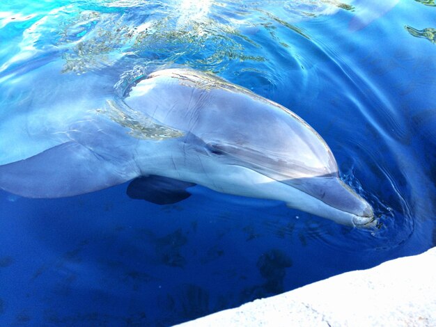 Close-up of dolphin swimming in water