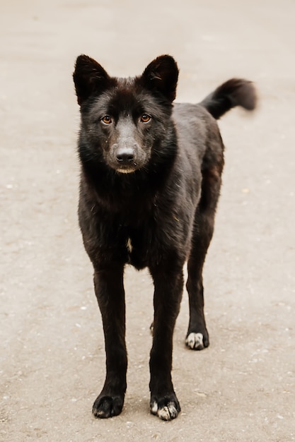 Close up of a domestic black dog with a careful look