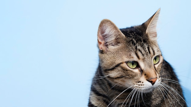 Foto gatto domestico del primo piano che osserva via