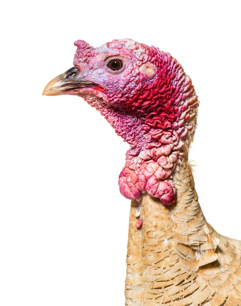 Close up of Domestic chicken against white background