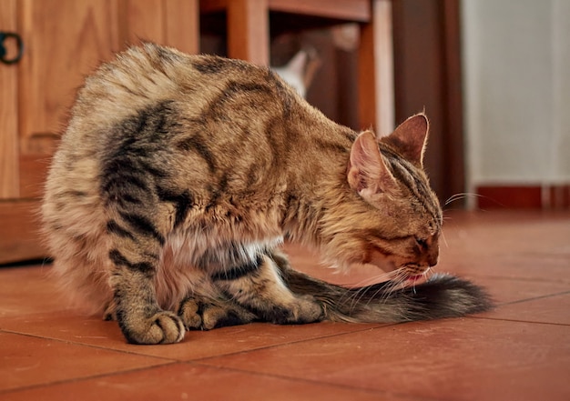 Close up of a domestic short-haired cat indoors grooming its tail