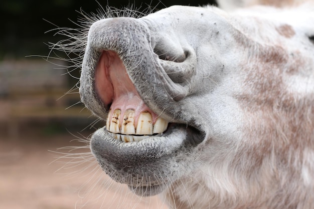 Foto close-up di un cavallo asino