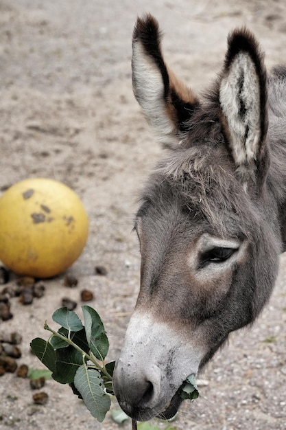 Photo close-up of a donkey