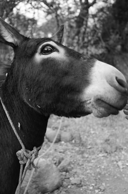 Photo close-up of donkey