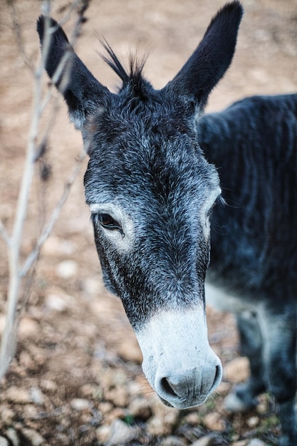 Photo close-up of donkey