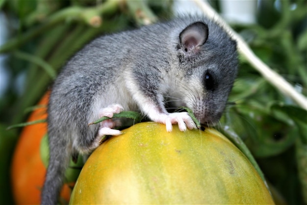 Photo close-up of dormouse on pumpkin