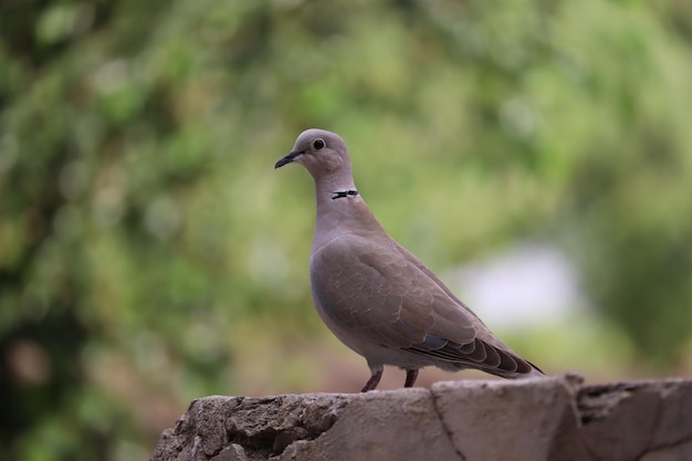 壁に座っている鳥のクローズアップ