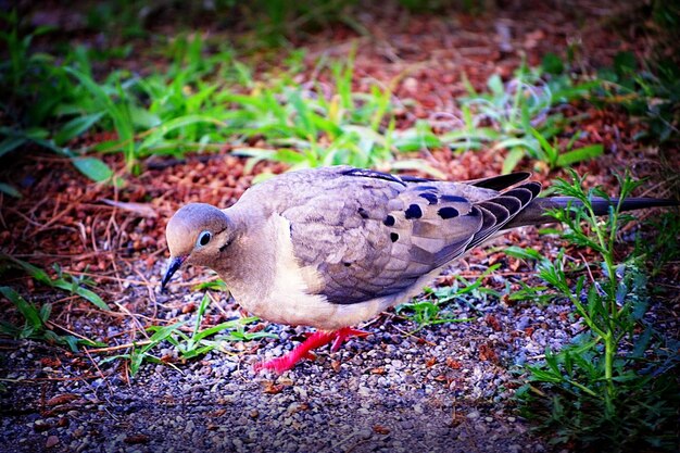 Photo close-up of dove on ground