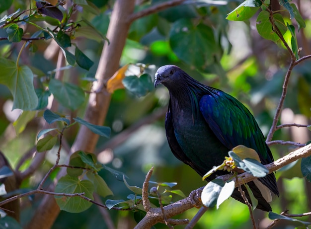 A close up of a dove the Nicobar pigeon (Caloenas nicobarica) sitting on branch over bushy tree leafs. Beautiful colorful exotic Asian birds in trees present wildlife lifestyle in tropical forests.