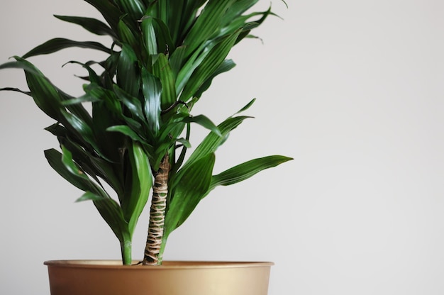 Close up of dracaena fragrans home plant Minimal style design Empty place your text
