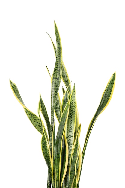 Close up of dracaena trifasciata Sansevieria laurentii or Snake Plant