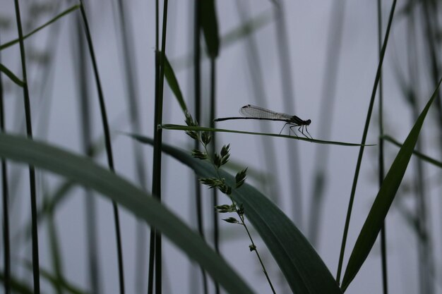 Photo close-up of dragonfly in blade of grass