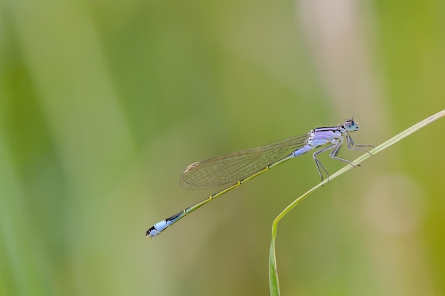 Close up of dragonfly Blue tailed damselfly