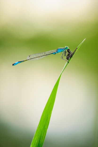 잠자리 푸른 꼬리 damselfly의 클로즈업