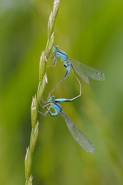 Close up of dragonfly Blue tailed damselfly