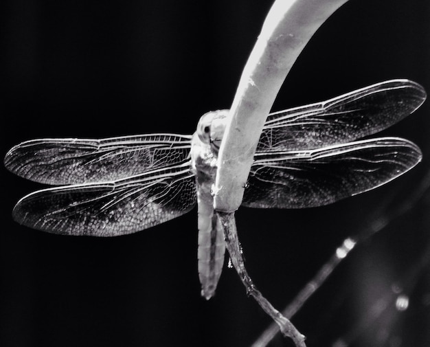 Photo close-up of dragonfly on branch