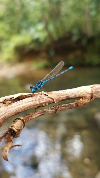 Photo close-up of dragonfly on branch