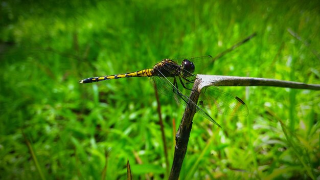 Photo close-up of dragonfly on dry plant