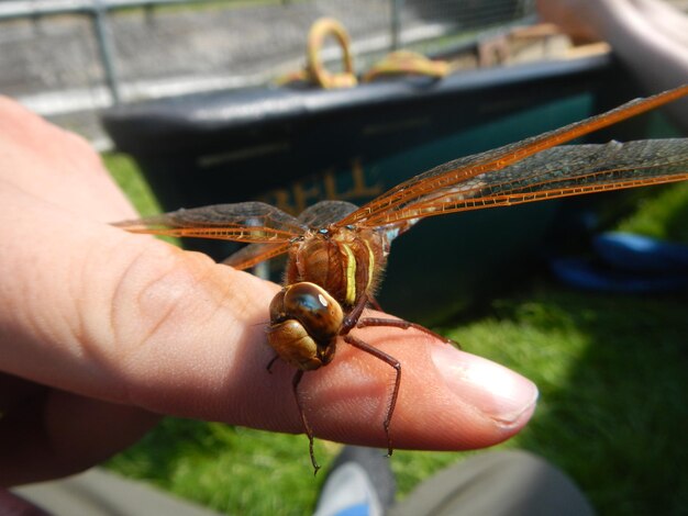 Photo close-up of dragonfly on finger