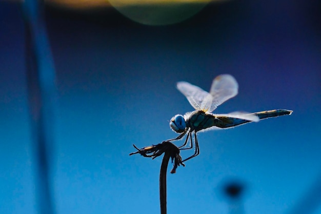 Close-up of dragonfly on flower