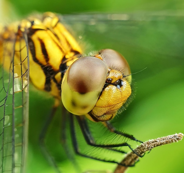 Foto prossimo piano di una libellula in fiore