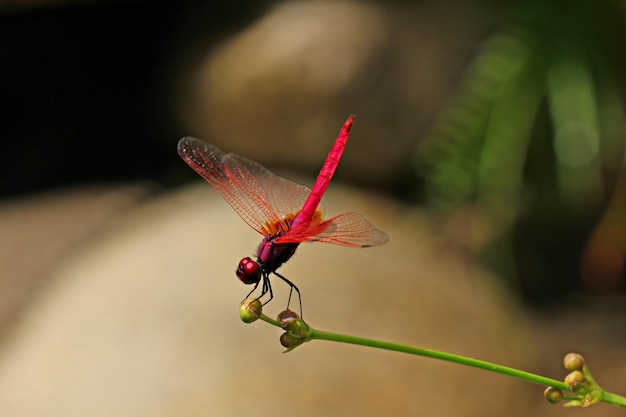 Foto prossimo piano di una libellula in fiore