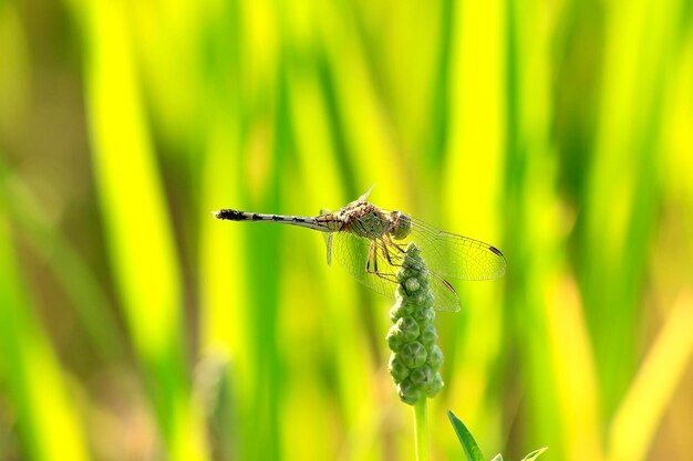 Close-up of dragonfly on grass