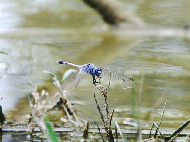 Photo close-up of dragonfly on a lake